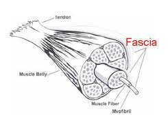 fascia, stretching, flexibility, anatomy
