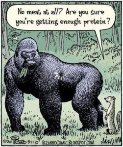 Protein_Gorilla