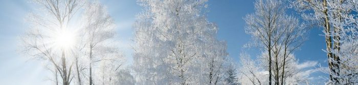 snowy trees sunny winter